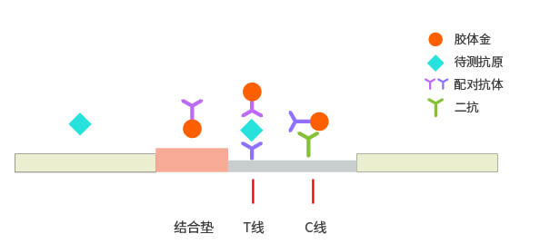 雙抗夾心法膠體金檢測平臺
