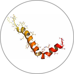 血清樣淀粉蛋白A(SAA)