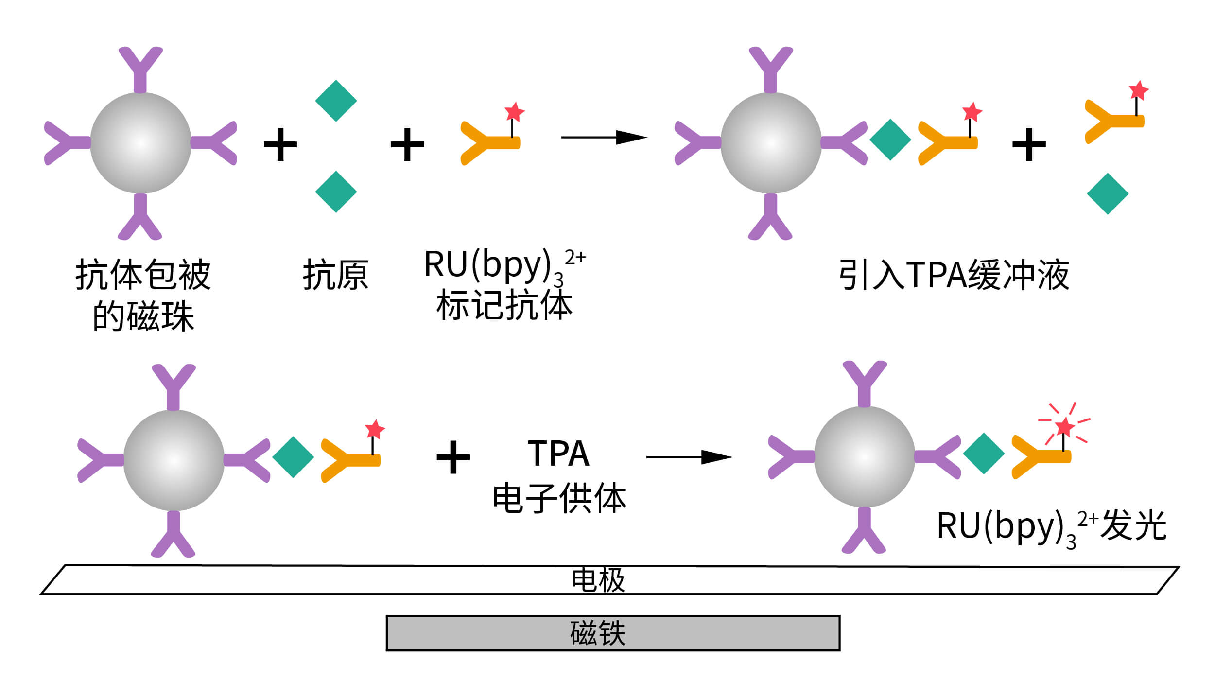 電化學發(fā)光免疫分析