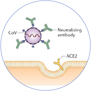 中和抗體檢測(cè)