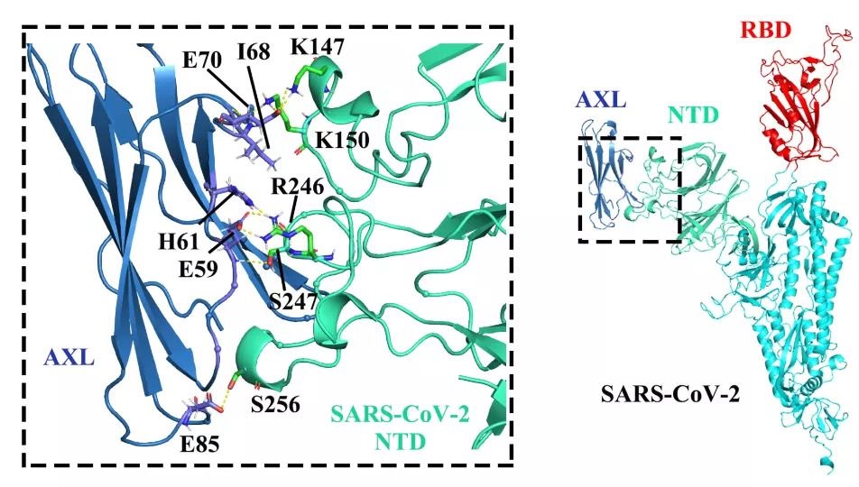 Axl與2019-nCoV S糖蛋白NTD結合示意圖