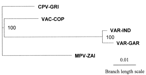 MPV、VAR、CPV、VAC末端可變基因組序列系統(tǒng)發(fā)育樹分析