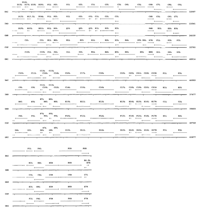 Comparison of ORFs in the left (A) and right (B) terminal variable regions of MPV with corresponding genomic fragments of other Orthopoxviruses