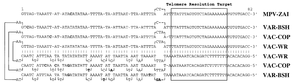 Comparison of the terminal regions of MPV and other Orthopoxviruses