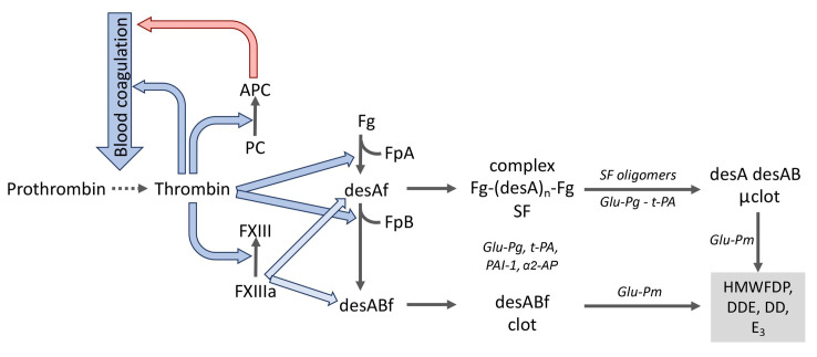 凝血激活、纖溶及蛋白C系統(tǒng)中的分子相互作用