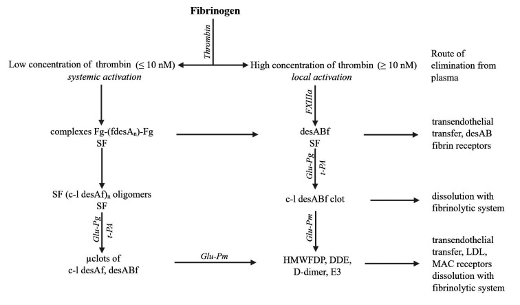 SF、凝塊和聚合纖維片段的形成、溶解及去除方式