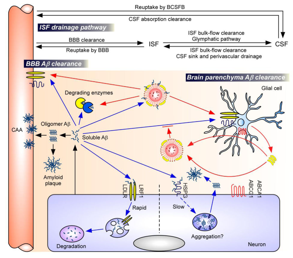 主要的Aβ清除途徑以及ApoE和ApoE受體的作用